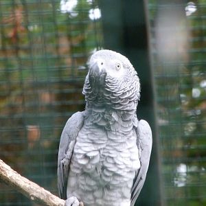 African grey parrot -Tierpark Berlin (2024)