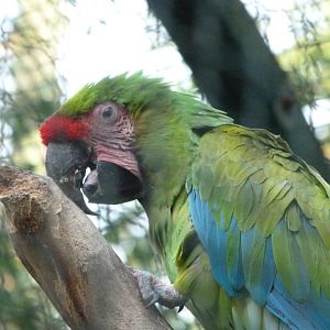 Great green macaw -Tierpark Berlin (2024)