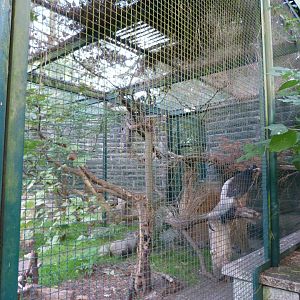 Brown-eared pheasant exhibit -Tierpark Berlin (2024)