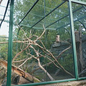 Red and white giant flying squirrel exhibit -Tierpark Berlin (2024)