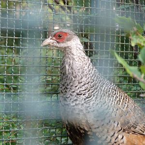 Cheer pheasant -Tierpark Berlin (2024)