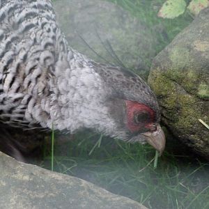 Cheer pheasant -Tierpark Berlin (2024)