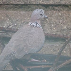 Chinese spotted dove -Tierpark Berlin (2024)