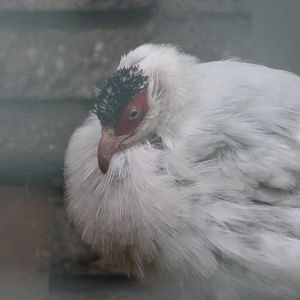 Tibetan white-eared pheasant -Tierpark Berlin (2024)
