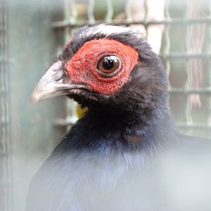 Edward's pheasant -Tierpark Berlin (2024)