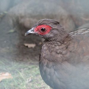 Edward's pheasant -Tierpark Berlin (2024)