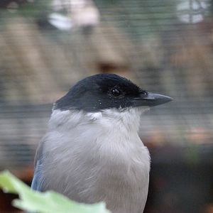 Asian azure-winged magpie -Tierpark Berlin (2024)