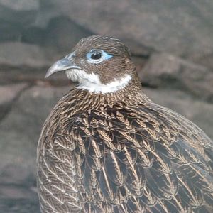 Himalayan monal -Tierpark Berlin (2024)