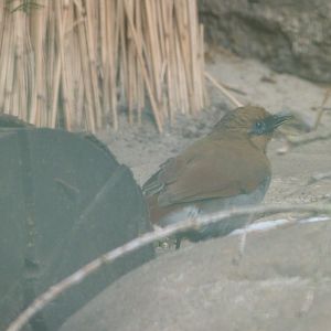 Buffy laughingthrush -Tierpark Berlin (2024)