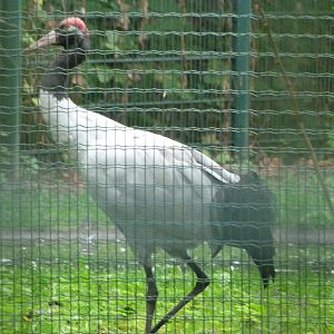 Black-necked crane -Tierpark Berlin (2024)