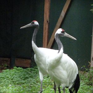 Red-crowned crane -Tierpark Berlin (2024)