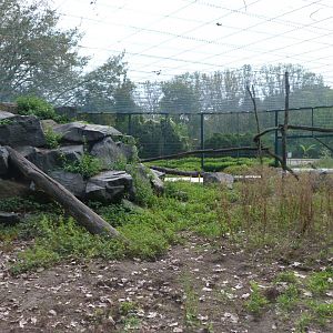 Sunda pig-tailed macaque exhibit -Tierpark Berlin (2024)