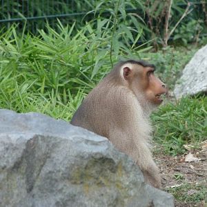 Sunda pig-tailed macaque -Tierpark Berlin (2024)