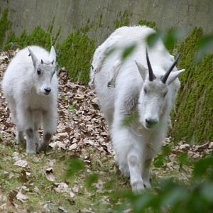Rocky Mountain goat -Tierpark Berlin (2024)