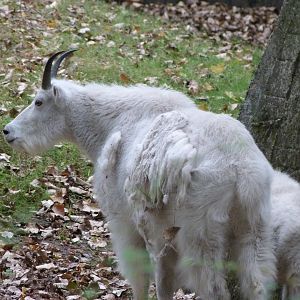 Rocky Mountain goat -Tierpark Berlin (2024)