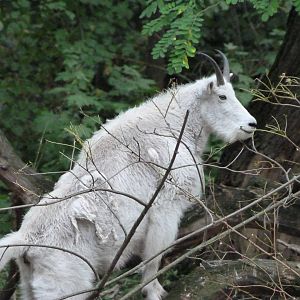 Rocky Mountain goat -Tierpark Berlin (2024)