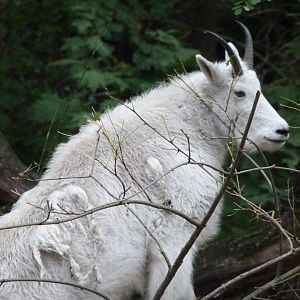 Rocky Mountain goat -Tierpark Berlin (2024)