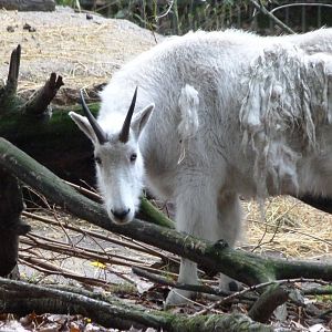 Rocky Mountain goat -Tierpark Berlin (2024)