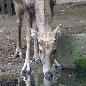 Pere David's deer -Tierpark Berlin (2024)