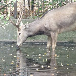Pere David's deer -Tierpark Berlin (2024)