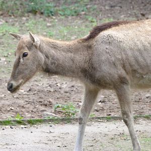 Pere David's deer -Tierpark Berlin (2024)