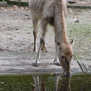 Pere David's deer -Tierpark Berlin (2024)
