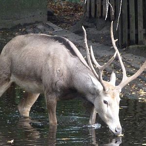 Pere David's deer -Tierpark Berlin (2024)