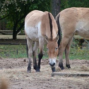Przewalski's horse -Tierpark Berlin (2024)
