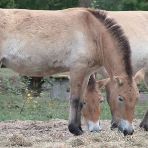 Przewalski's horse -Tierpark Berlin (2024)