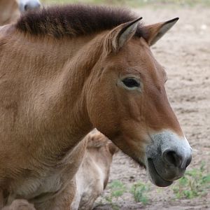 Przewalski's horse -Tierpark Berlin (2024)