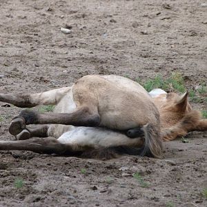 Przewalski's horse -Tierpark Berlin (2024)