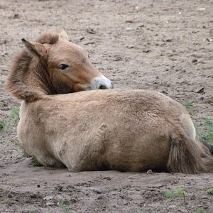 Przewalski's horse -Tierpark Berlin (2024)
