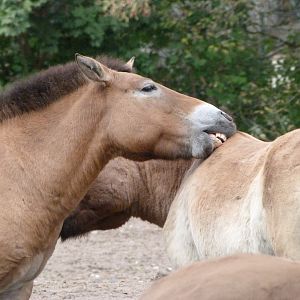 Przewalski's horse -Tierpark Berlin (2024)
