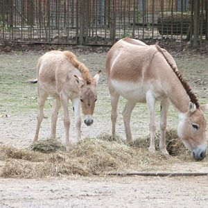 Kulan -Tierpark Berlin (2024)