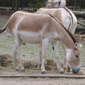 Kulan -Tierpark Berlin (2024)