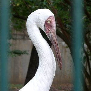 Siberian crane -Tierpark Berlin (2024)