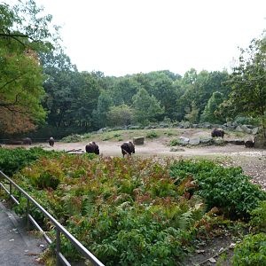 Barren-ground musk ox exhibit -Tierpark Berlin (2024)
