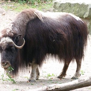 Barren-ground musk ox -Tierpark Berlin (2024)
