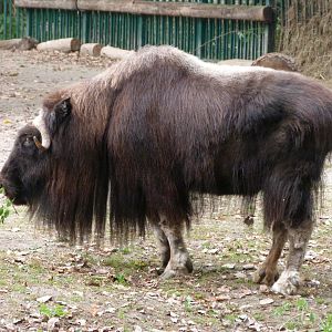 Barren-ground musk ox -Tierpark Berlin (2024)