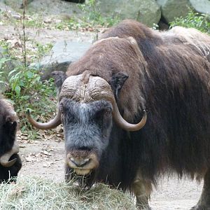 Barren-ground musk ox -Tierpark Berlin (2024)
