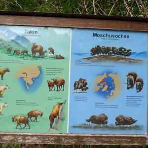Takin and musk ox sign -Tierpark Berlin (2024)