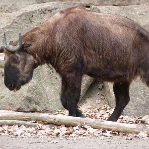 Mishmi takin -Tierpark Berlin (2024)