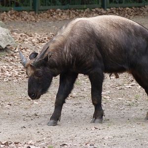 Mishmi takin -Tierpark Berlin (2024)