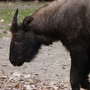 Mishmi takin -Tierpark Berlin (2024)