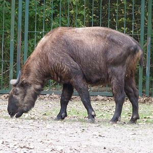Mishmi takin -Tierpark Berlin (2024)