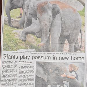 Melbourne Zoo Elephant Importation (2006)