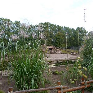 Gelada exhibit -Tierpark Berlin (2024)