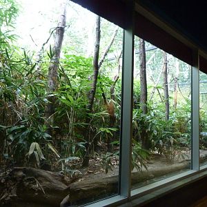 Coquerel's sifaka outdoors exhibit -Tierpark Berlin (2024)