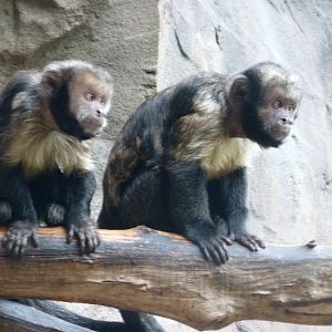 Yellow-breasted capuchin -Tierpark Berlin (2024)