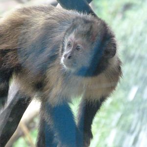 Yellow-breasted capuchin -Tierpark Berlin (2024)